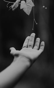 Preview wallpaper hand, plant, bw, leaves, drops, vine