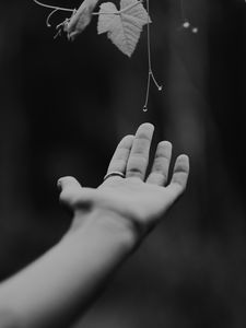 Preview wallpaper hand, plant, bw, leaves, drops, vine