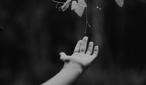 Preview wallpaper hand, plant, bw, leaves, drops, vine