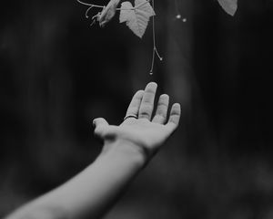 Preview wallpaper hand, plant, bw, leaves, drops, vine