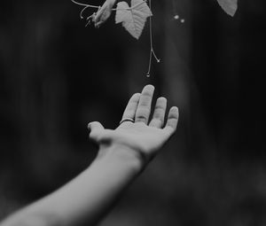 Preview wallpaper hand, plant, bw, leaves, drops, vine