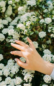 Preview wallpaper hand, ring, flowers, bloom