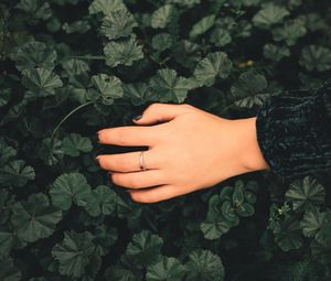 Preview wallpaper hand, ring, leaves