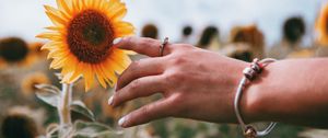 Preview wallpaper hand, ring, sunflower, flower