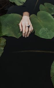 Preview wallpaper hand, ring, water lilies, leaves, water