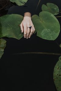 Preview wallpaper hand, ring, water lilies, leaves, water