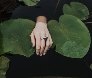 Preview wallpaper hand, ring, water lilies, leaves, water