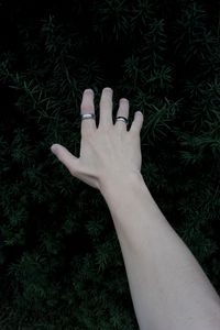 Preview wallpaper hand, rings, plant