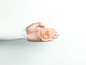 Preview wallpaper hand, rose, minimalism, flower, wall