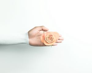 Preview wallpaper hand, rose, minimalism, flower, wall