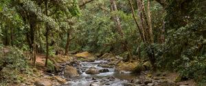 Preview wallpaper hand, stream, stones, forest