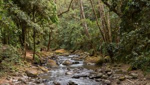 Preview wallpaper hand, stream, stones, forest