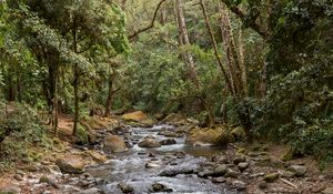 Preview wallpaper hand, stream, stones, forest