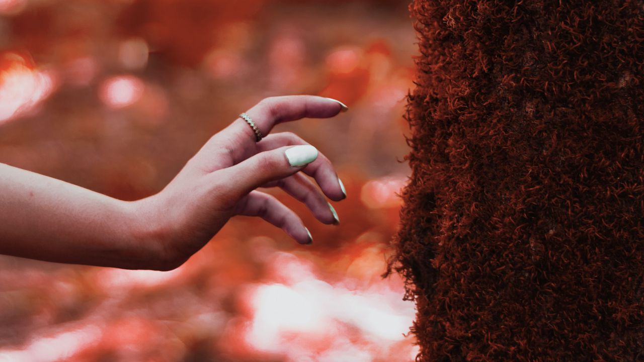 Wallpaper hand, tree, moss, touch