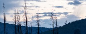 Preview wallpaper hand, trees, forest, gloomy