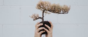 Preview wallpaper hands, bonsai, tree, plant