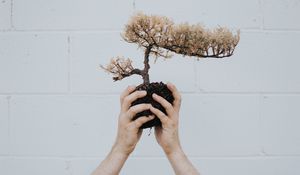 Preview wallpaper hands, bonsai, tree, plant