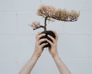 Preview wallpaper hands, bonsai, tree, plant