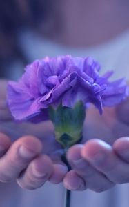 Preview wallpaper hands, flower, stem, palm