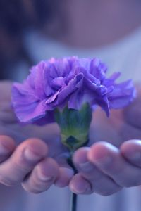 Preview wallpaper hands, flower, stem, palm