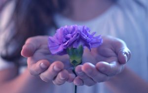 Preview wallpaper hands, flower, stem, palm