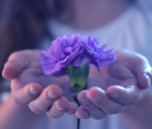 Preview wallpaper hands, flower, stem, palm