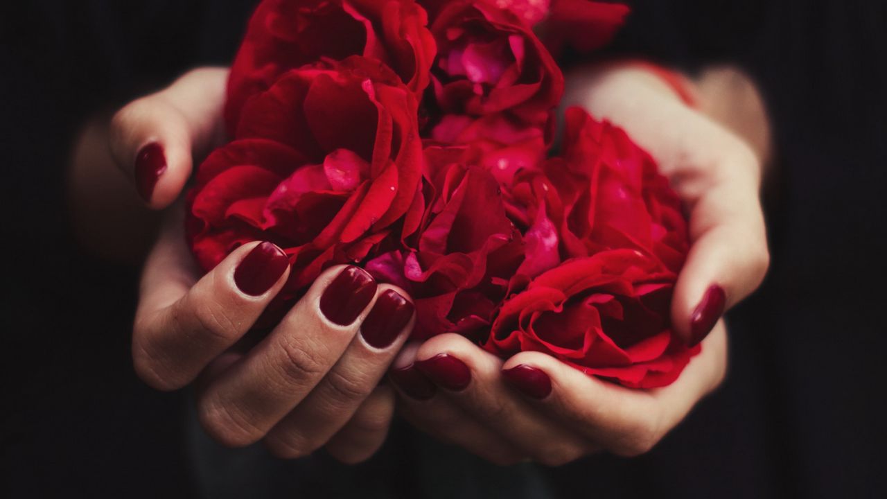 Wallpaper hands, rose, petals, red, manicure