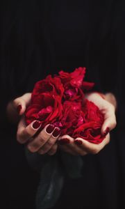 Preview wallpaper hands, rose, petals, red, manicure