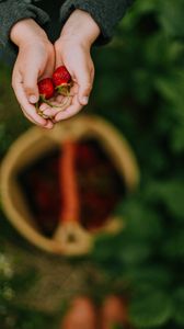 Preview wallpaper hands, strawberry, berry, fruit, focus