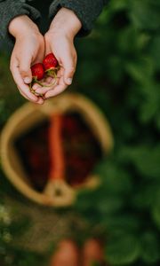 Preview wallpaper hands, strawberry, berry, fruit, focus