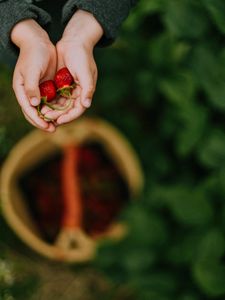 Preview wallpaper hands, strawberry, berry, fruit, focus
