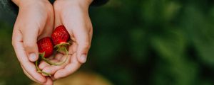 Preview wallpaper hands, strawberry, berry, fruit, focus