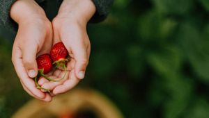 Preview wallpaper hands, strawberry, berry, fruit, focus