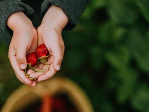 Preview wallpaper hands, strawberry, berry, fruit, focus