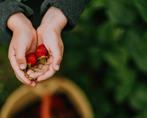 Preview wallpaper hands, strawberry, berry, fruit, focus