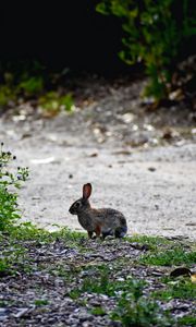 Preview wallpaper hare, animal, cub, wildlife