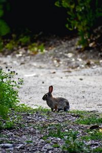 Preview wallpaper hare, animal, cub, wildlife