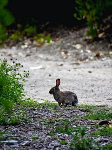 Preview wallpaper hare, animal, cub, wildlife