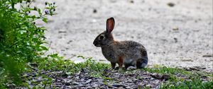 Preview wallpaper hare, animal, cub, wildlife