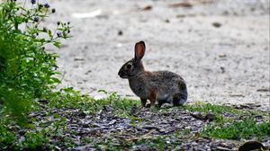 Preview wallpaper hare, animal, cub, wildlife