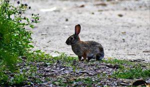 Preview wallpaper hare, animal, cub, wildlife
