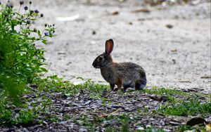 Preview wallpaper hare, animal, cub, wildlife