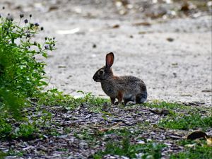 Preview wallpaper hare, animal, cub, wildlife