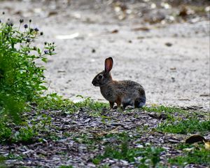 Preview wallpaper hare, animal, cub, wildlife