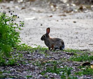 Preview wallpaper hare, animal, cub, wildlife