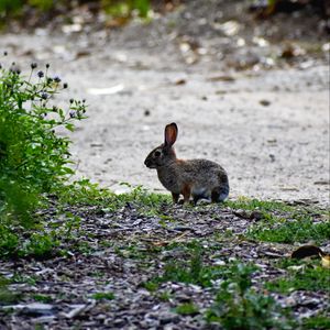 Preview wallpaper hare, animal, cub, wildlife