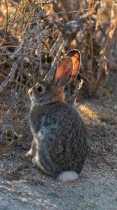 Preview wallpaper hare, animal, cute, wildlife