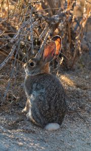 Preview wallpaper hare, animal, cute, wildlife