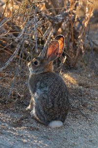 Preview wallpaper hare, animal, cute, wildlife