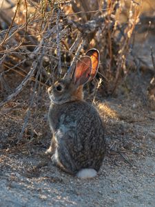 Preview wallpaper hare, animal, cute, wildlife